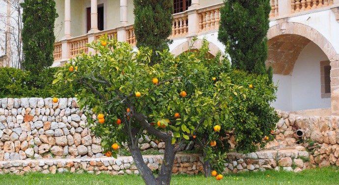Voici ce que vous devez faire pour la conception de votre jardin