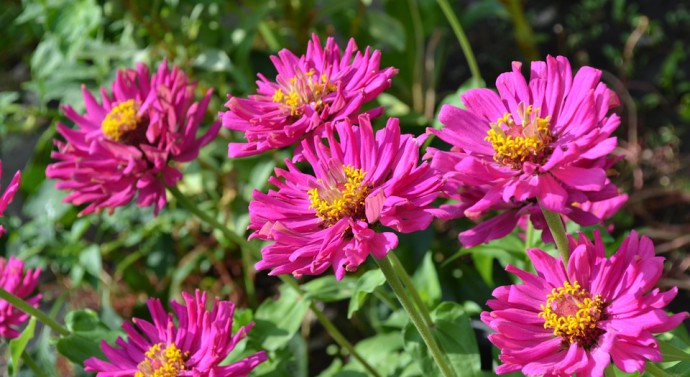 Nos conseils pour concevoir le jardin de vos rêves