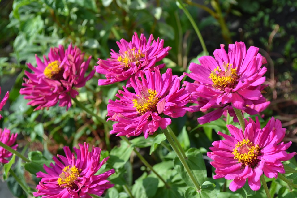 Nos conseils pour concevoir le jardin de vos rêves