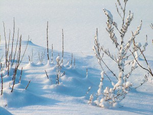 winter-234721_1280