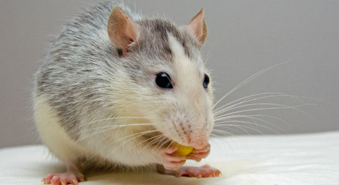 Dératisation Antibes: se débarrasser des souris dans la maison
