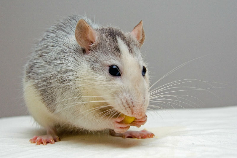 Dératisation Antibes: se débarrasser des souris dans la maison