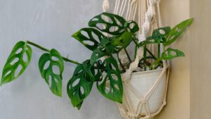 Une suspension de plante