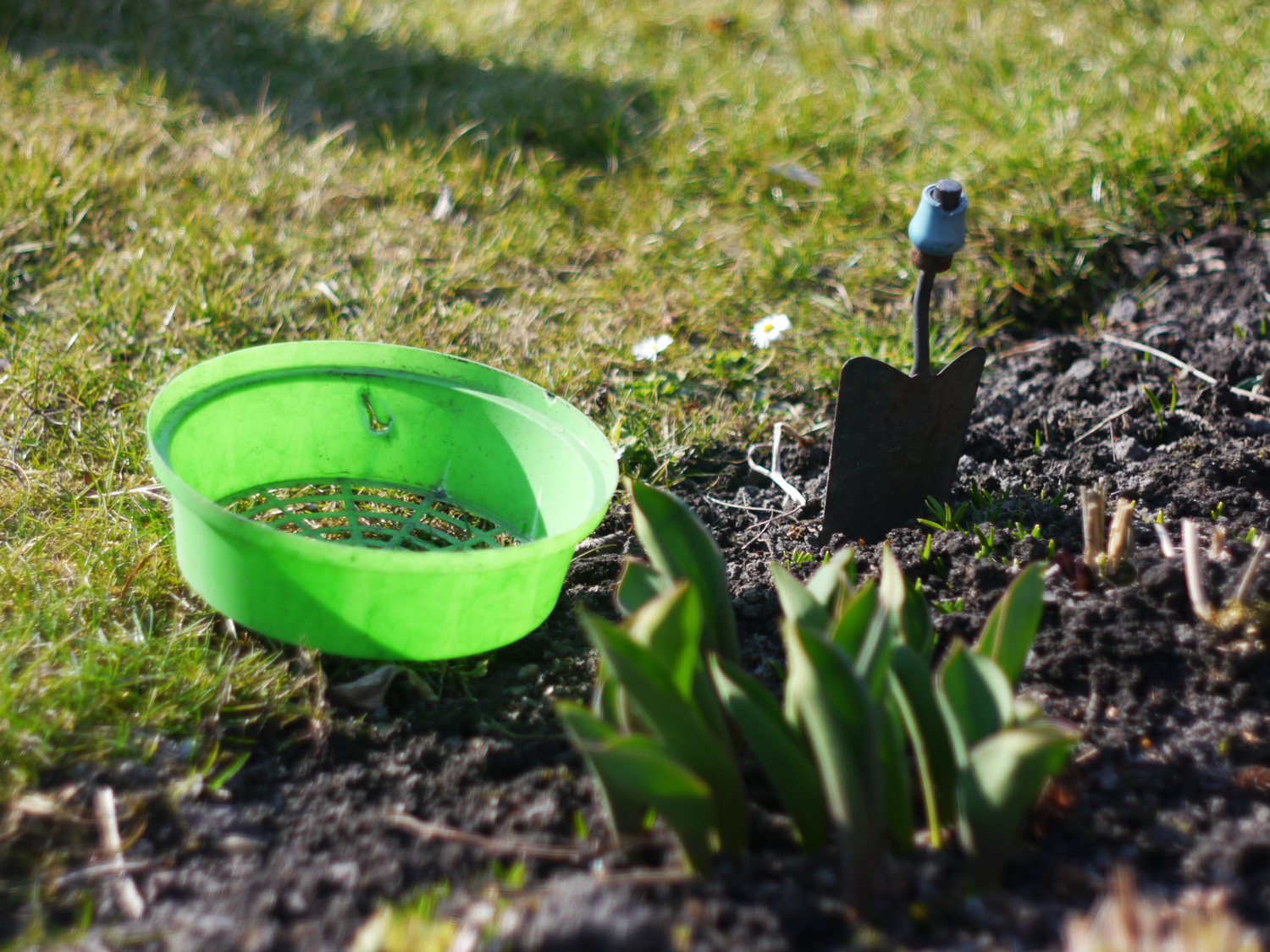 Raie de jardin avec une plantation et une petite pelle