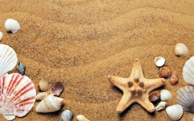 Créer un cadre photo original à partir de coquillages ramassés sur la plage.