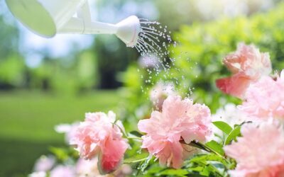 Les 5 meilleurs arrosoirs de jardin.