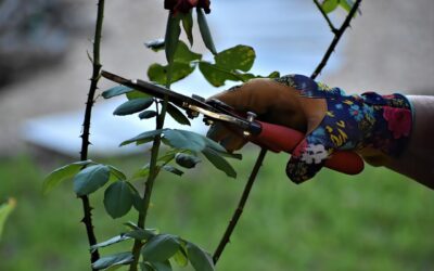 Les différences entre un sécateur et un coupe-branche.