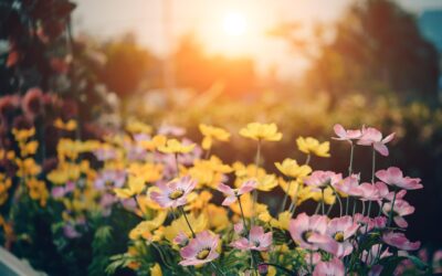 Les essentiels pour bien entretenir votre jardin.