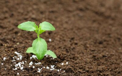 Fertilisation réussie : Tout ce que vous devez savoir sur le choix de l’engrais avec Algoflash, KB, etc.