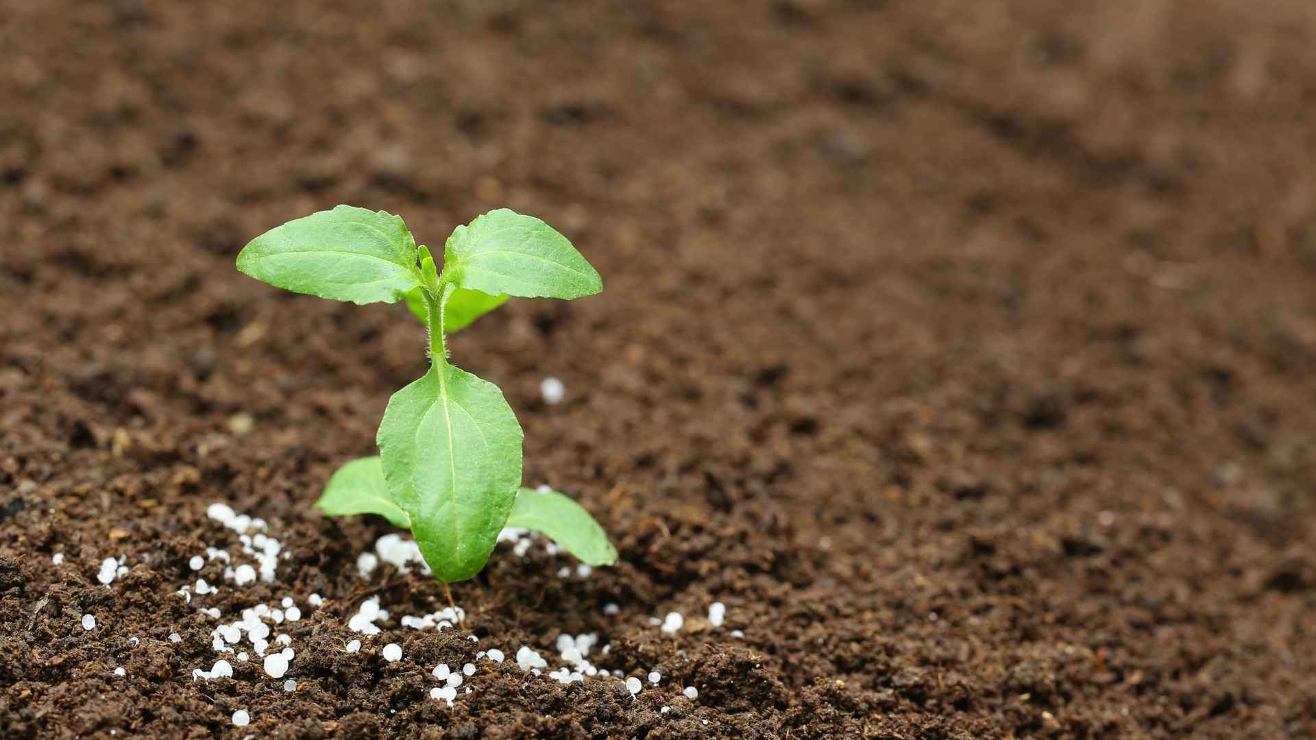 Petite plante avec de l'engrais
