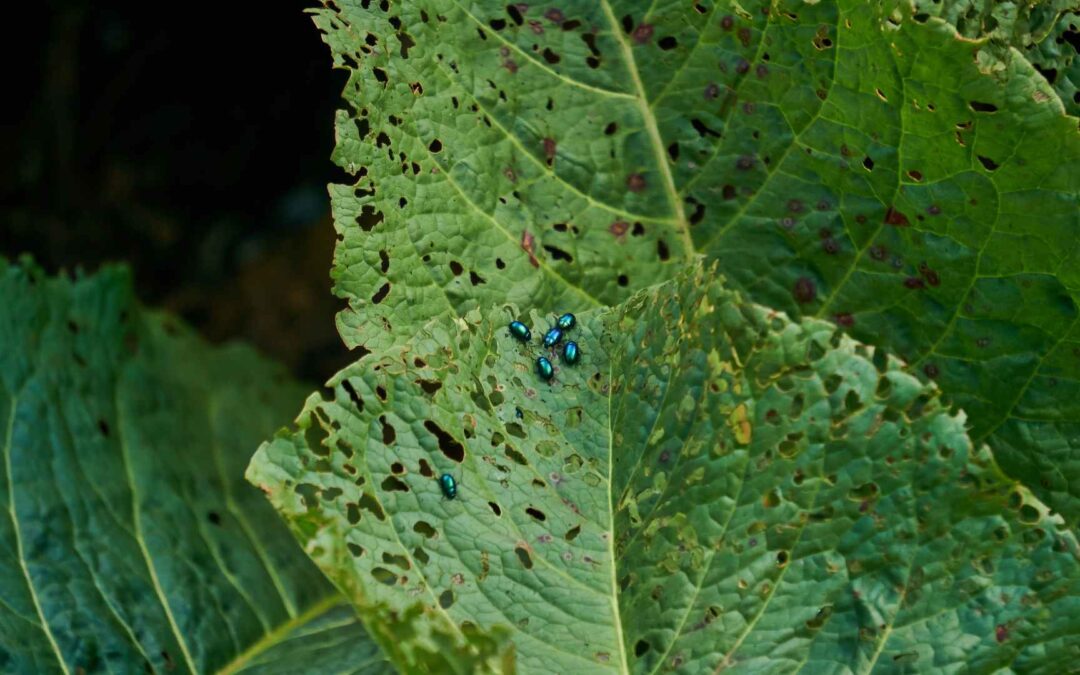 Lutte contre les nuisibles : Les méthodes naturelles pour protéger vos plantations