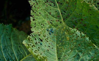 Lutte contre les nuisibles : Les méthodes naturelles pour protéger vos plantations