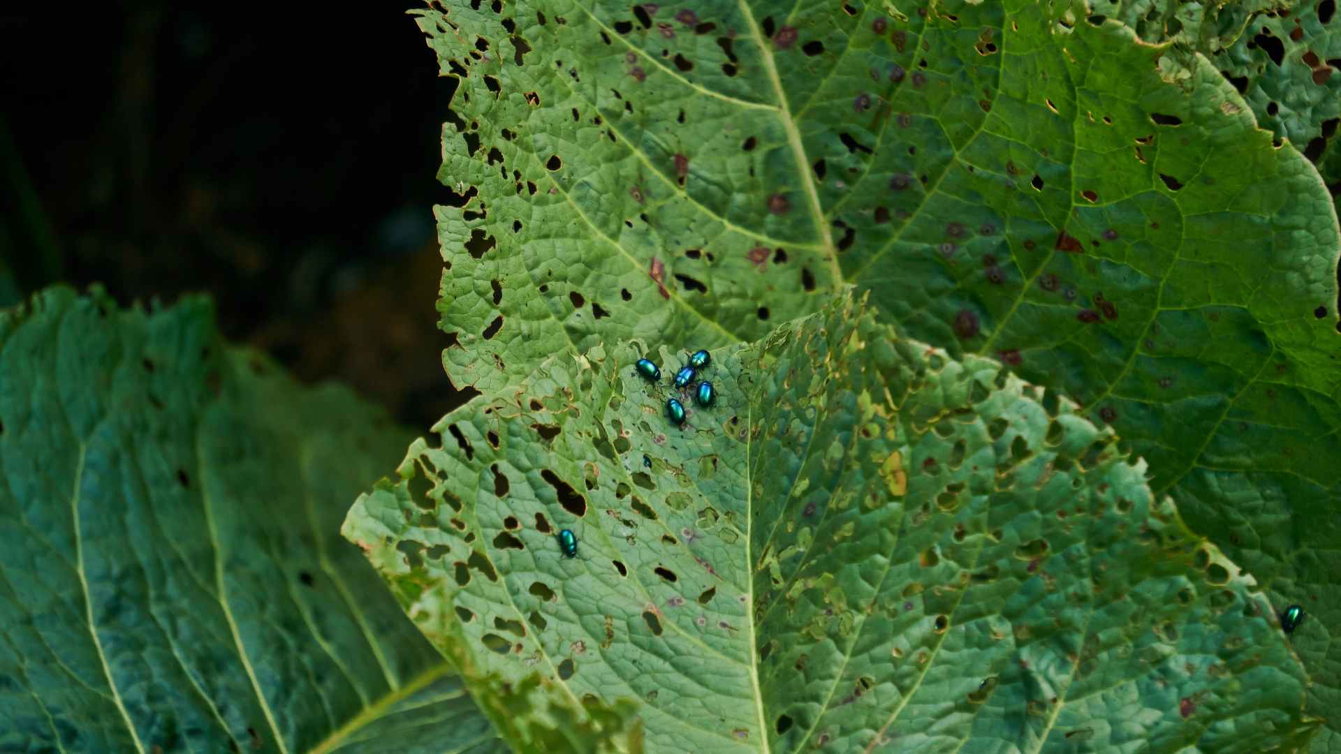 Plante grignoté par les nuisibles