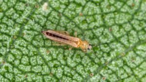 Nuisible posé sur une plante