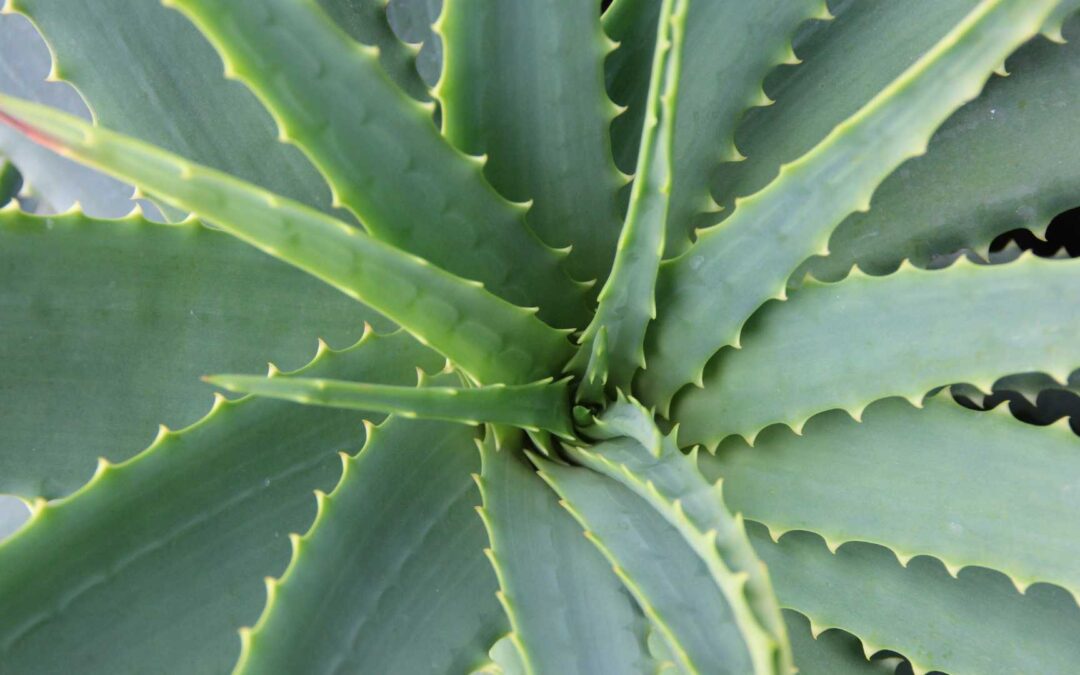 Plantes résistantes à la sécheresse : Les variétés qui survivent même en cas de canicule