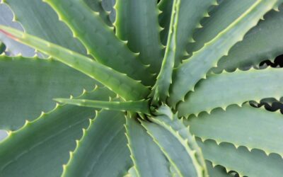 Plantes résistantes à la sécheresse : Les variétés qui survivent même en cas de canicule