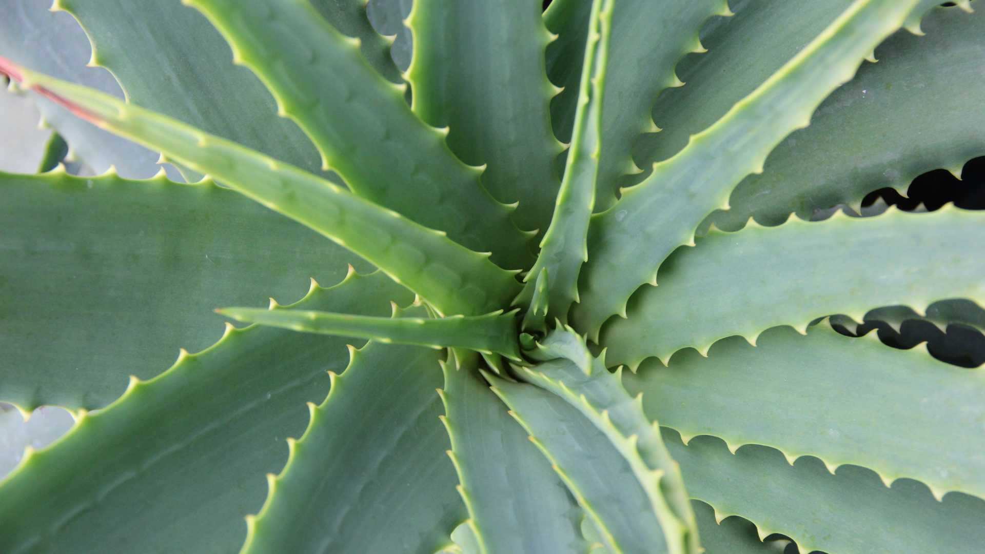 aloe vera