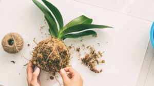 Plante suspendue fait soit même