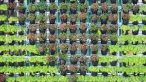Jardin verticale