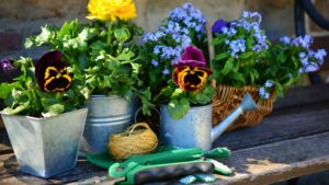 Jardinage : plantes
