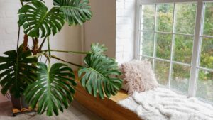 Plante à l'intérieur dans un salon