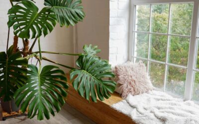 Plantes d’intérieur résistantes : Mon avis sur les espèces les plus robustes et faciles à entretenir avec Jardiland, Truffaut, etc.