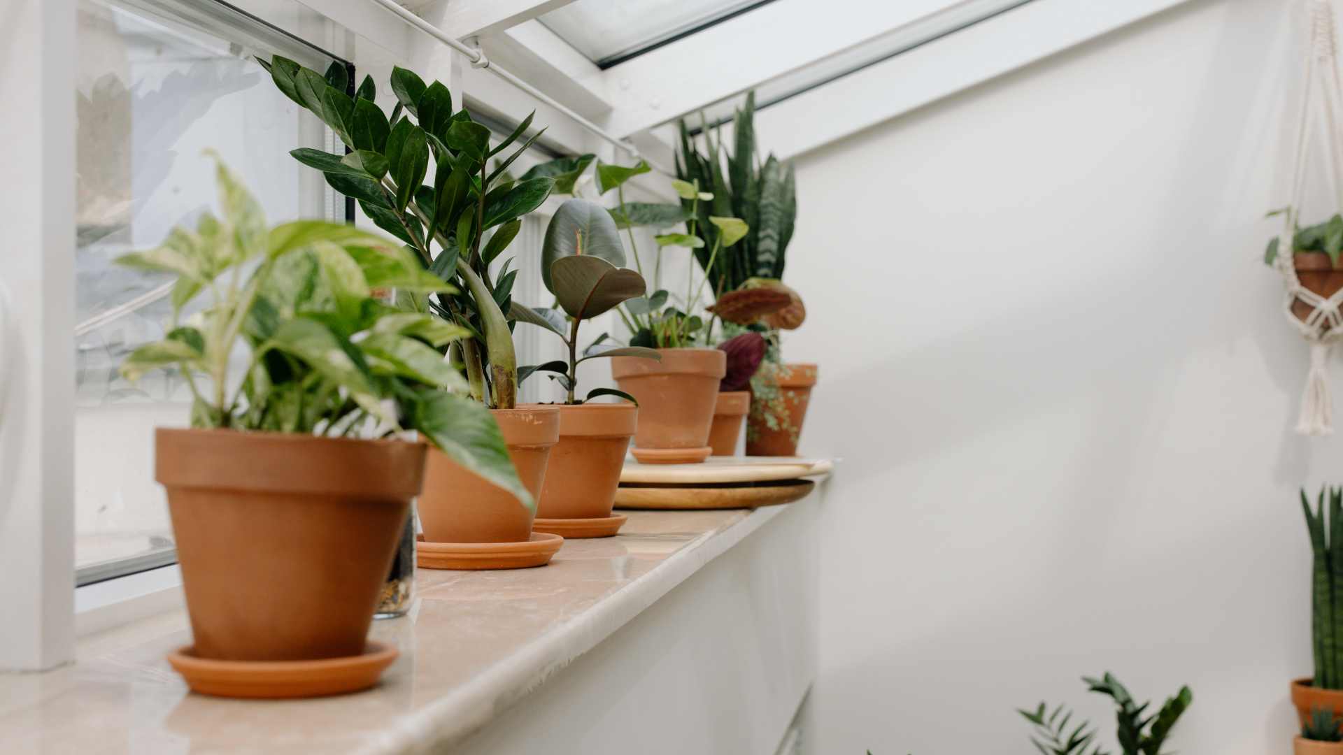 Plante grasse à l'intérieur 